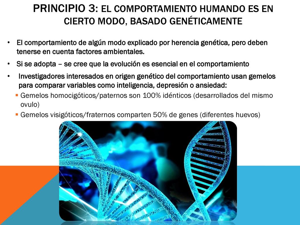 Principio 3: el comportamiento humando es en cierto modo, basado genéticamente