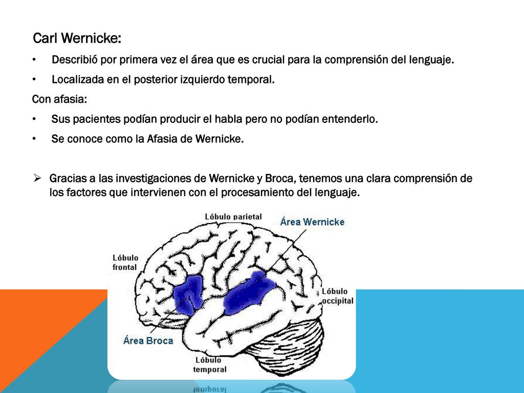 Carl Wernicke: Describió por primera vez el área que es crucial para la comprensión del lenguaje. Localizada en el posterior izquierdo temporal.