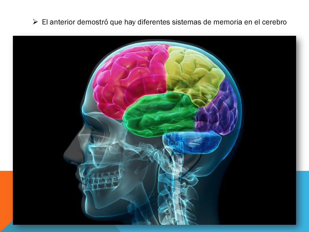 El anterior demostró que hay diferentes sistemas de memoria en el cerebro