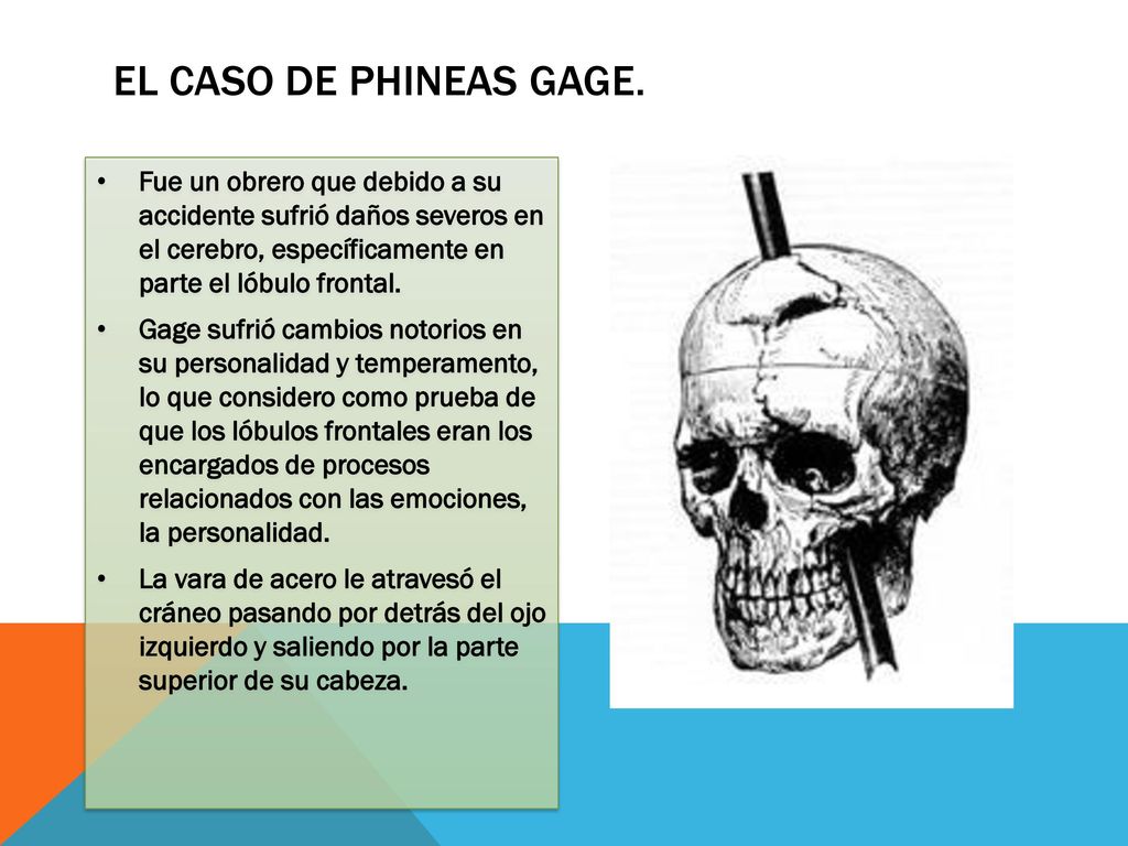 El caso de Phineas Gage. Fue un obrero que debido a su accidente sufrió daños severos en el cerebro, específicamente en parte el lóbulo frontal.