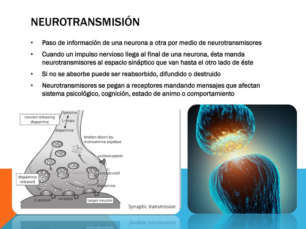 Neurotransmisión Paso de información de una neurona a otra por medio de neurotransmisores.
