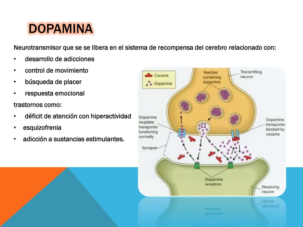 Dopamina Neurotransmisor que se se libera en el sistema de recompensa del cerebro relacionado con: desarrollo de adicciones.
