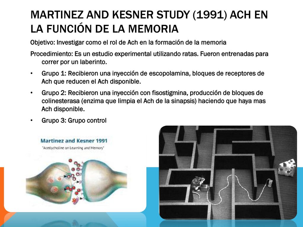 Martinez and kesner study (1991) Ach en la función de la memoria