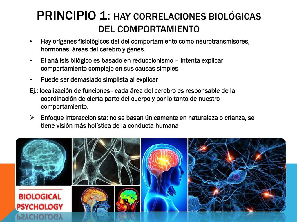 Principio 1: hay correlaciones biológicas del comportamiento