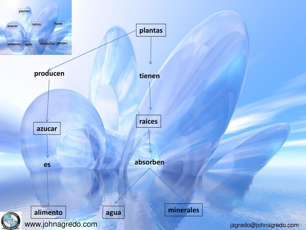 plantas producen tienen raices azucar absorben es minerales alimento agua