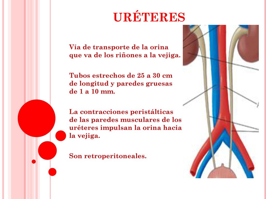 uréteres Vía de transporte de la orina que va de los riñones a la vejiga.
