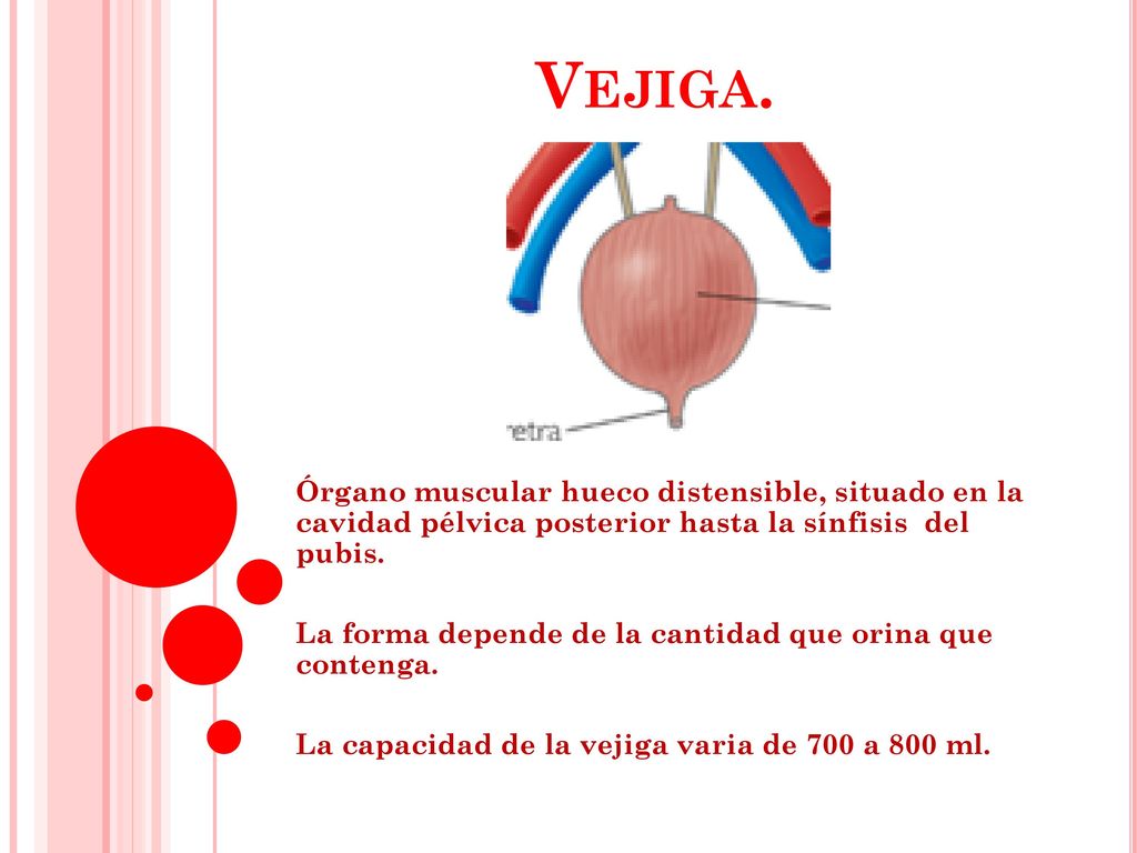 Vejiga. Órgano muscular hueco distensible, situado en la cavidad pélvica posterior hasta la sínfisis del pubis.