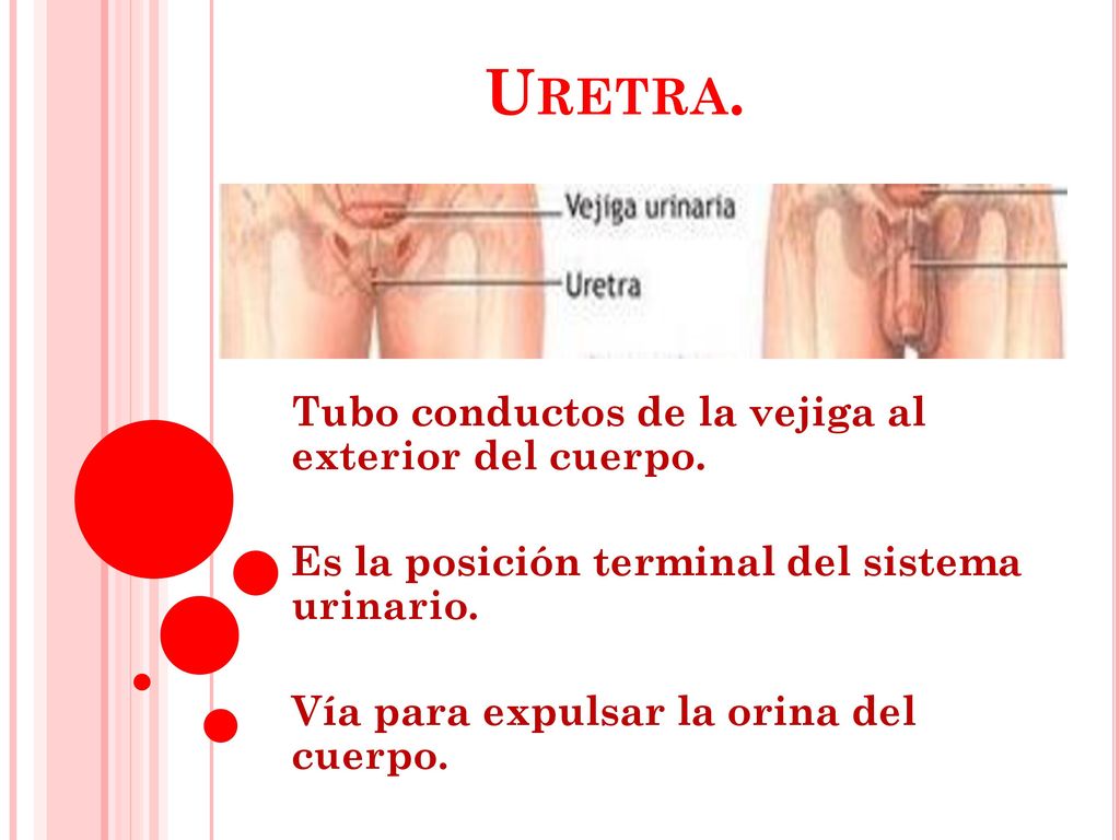 Uretra. Tubo conductos de la vejiga al exterior del cuerpo.