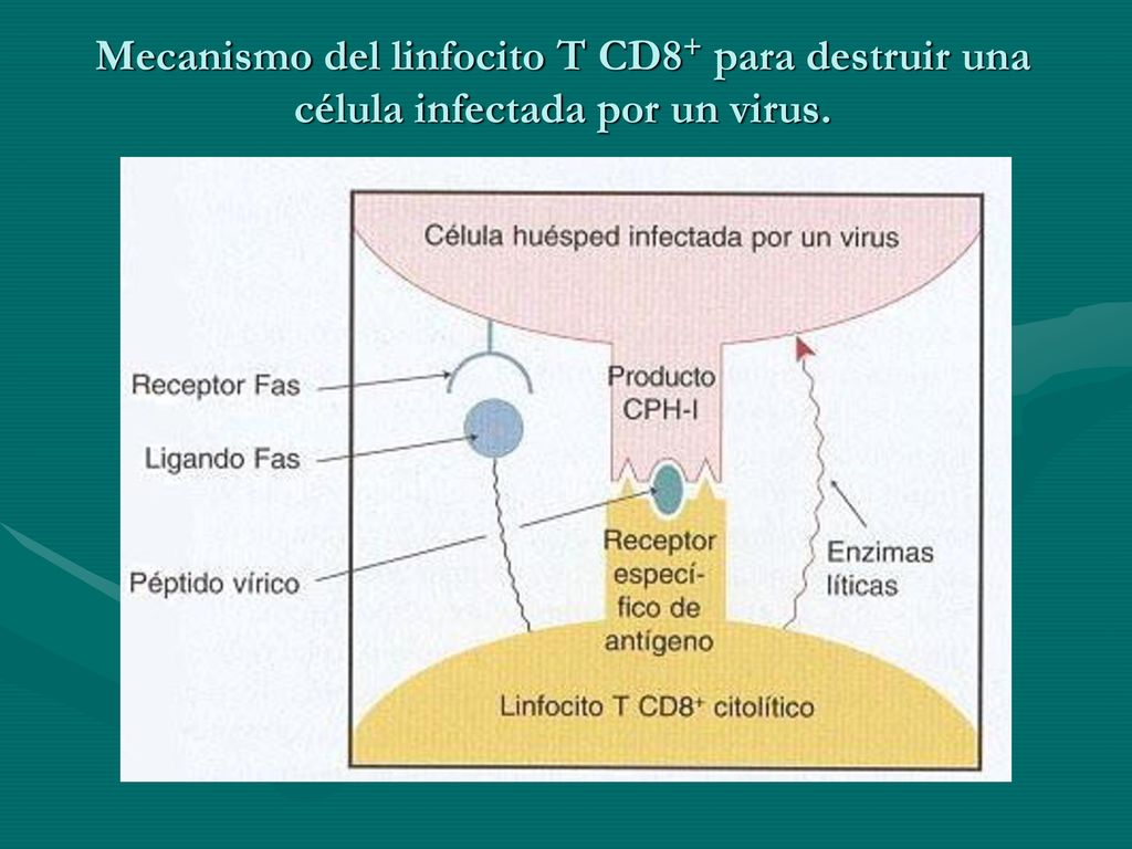 Mecanismo del linfocito T CD8+ para destruir una célula infectada por un virus.