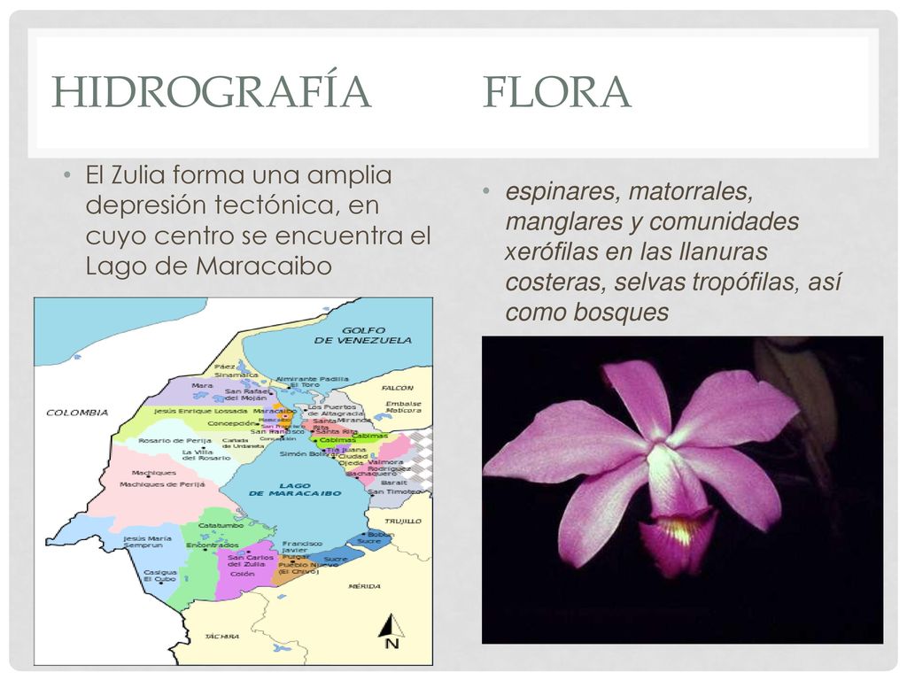 Hidrografía Flora El Zulia forma una amplia depresión tectónica, en cuyo centro se encuentra el Lago de Maracaibo.