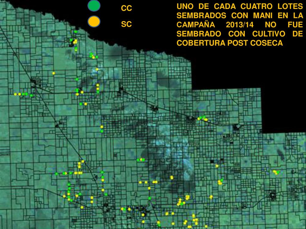 CC UNO DE CADA CUATRO LOTES SEMBRADOS CON MANI EN LA CAMPAÑA 2013/14 NO FUE SEMBRADO CON CULTIVO DE COBERTURA POST COSECA.