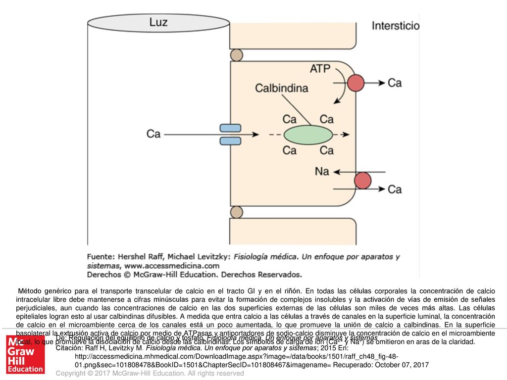 Método genérico para el transporte transcelular de calcio en el tracto GI y en el riñón. En todas las células corporales la concentración de calcio intracelular libre debe mantenerse a cifras minúsculas para evitar la formación de complejos insolubles y la activación de vías de emisión de señales perjudiciales, aun cuando las concentraciones de calcio en las dos superficies externas de las células son miles de veces más altas. Las células epiteliales logran esto al usar calbindinas difusibles. A medida que entra calcio a las células a través de canales en la superficie luminal, la concentración de calcio en el microambiente cerca de los canales está un poco aumentada, lo que promueve la unión de calcio a calbindinas. En la superficie basolateral la extrusión activa de calcio por medio de ATPasas y antiportadores de sodio-calcio disminuye la concentración de calcio en el microambiente local, lo que promueve la disociación de calcio desde las calbindinas. Los símbolos de carga de ion (Ca2+ y Na+) se omitieron en aras de la claridad.