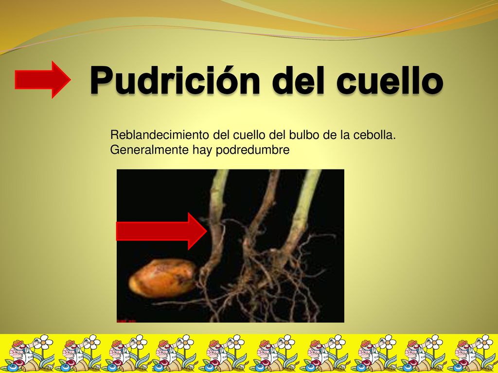 Pudrición del cuello Reblandecimiento del cuello del bulbo de la cebolla.