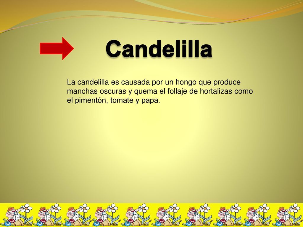 Candelilla La candelilla es causada por un hongo que produce manchas oscuras y quema el follaje de hortalizas como el pimentón, tomate y papa.