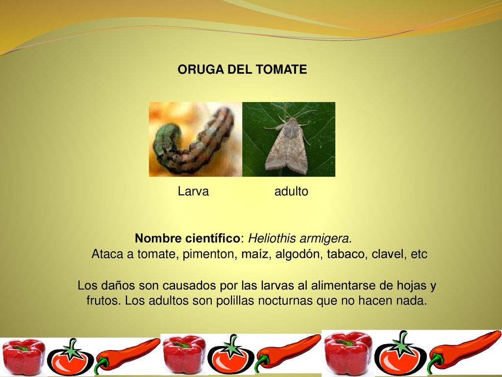 ORUGA DEL TOMATE Larva. adulto. Nombre científico: Heliothis armigera. Ataca a tomate, pimenton, maíz, algodón, tabaco, clavel, etc.