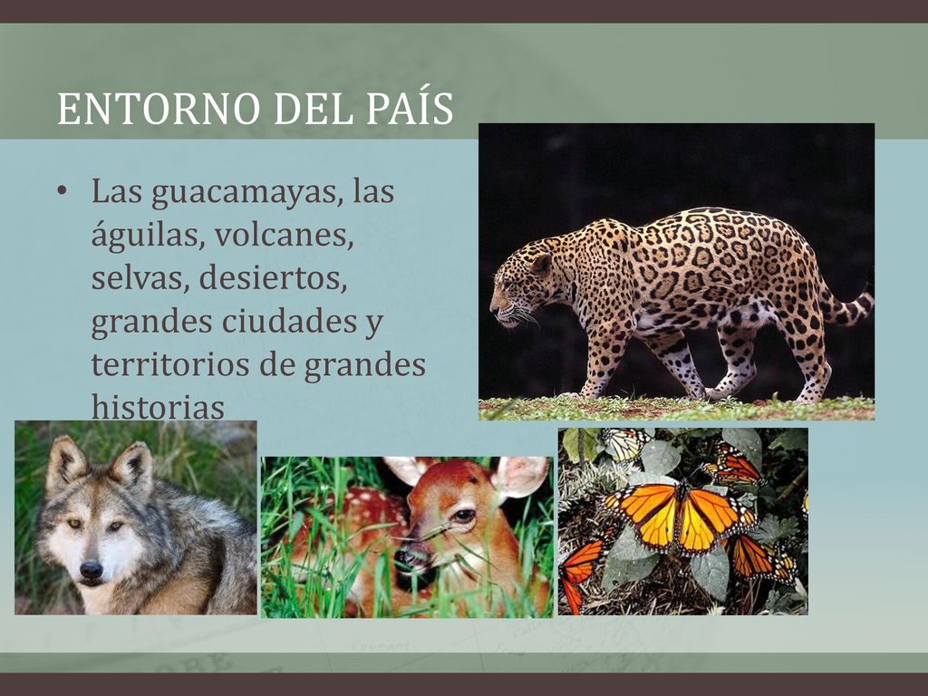 Entorno del país Las guacamayas, las águilas, volcanes, selvas, desiertos, grandes ciudades y territorios de grandes historias.