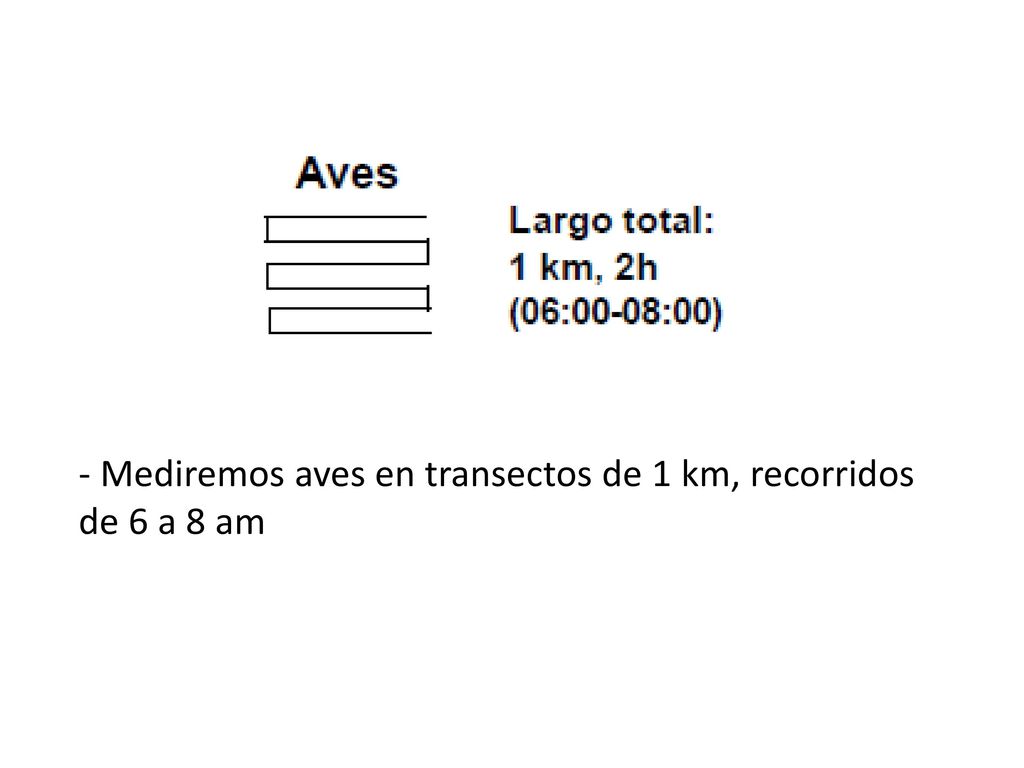 - Mediremos aves en transectos de 1 km, recorridos de 6 a 8 am