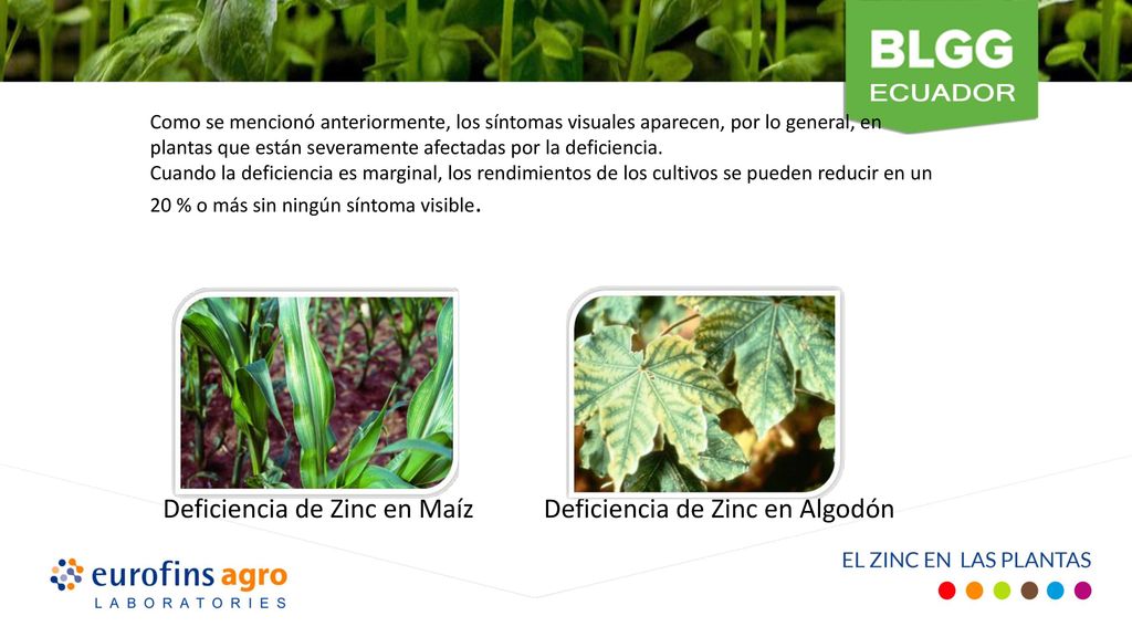 Deficiencia de Zinc en Maíz Deficiencia de Zinc en Algodón
