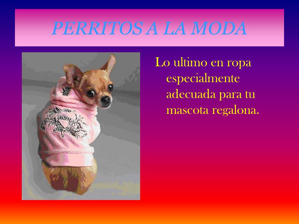 PERRITOS A LA MODA Lo ultimo en ropa especialmente adecuada para tu mascota regalona.
