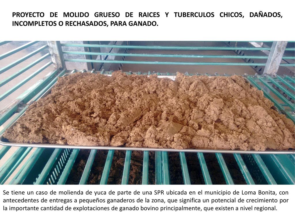 PROYECTO DE MOLIDO GRUESO DE RAICES Y TUBERCULOS CHICOS, DAÑADOS, INCOMPLETOS O RECHASADOS, PARA GANADO.