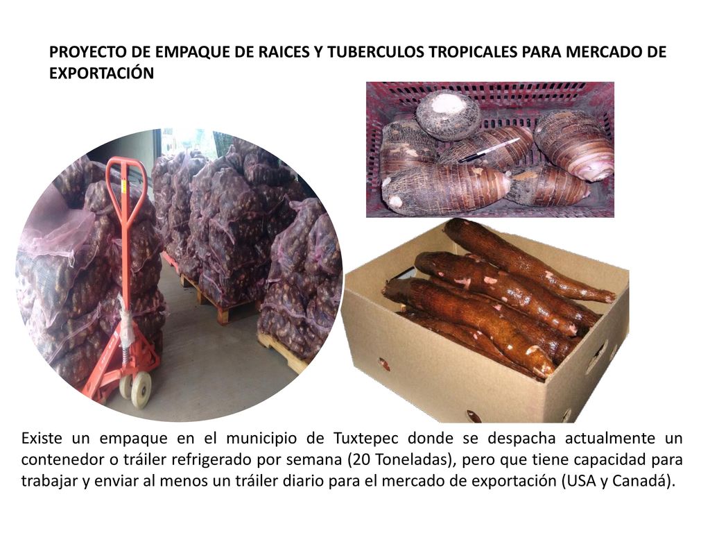 PROYECTO DE EMPAQUE DE RAICES Y TUBERCULOS TROPICALES PARA MERCADO DE EXPORTACIÓN