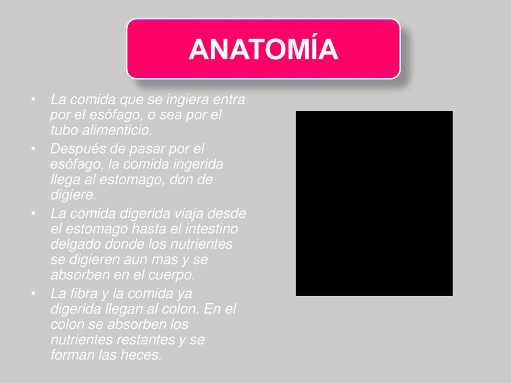 ANATOMÍA La comida que se ingiera entra por el esófago, o sea por el tubo alimenticio.