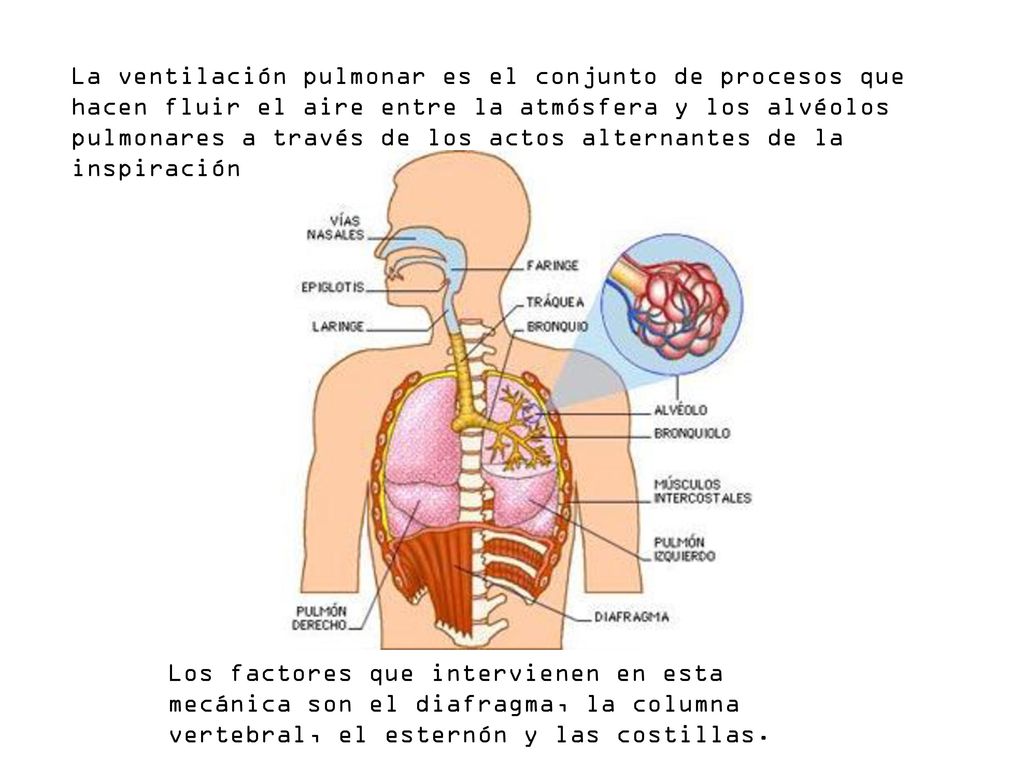La ventilación pulmonar es el conjunto de procesos que hacen fluir el aire entre la atmósfera y los alvéolos pulmonares a través de los actos alternantes de la inspiración y la espiración.