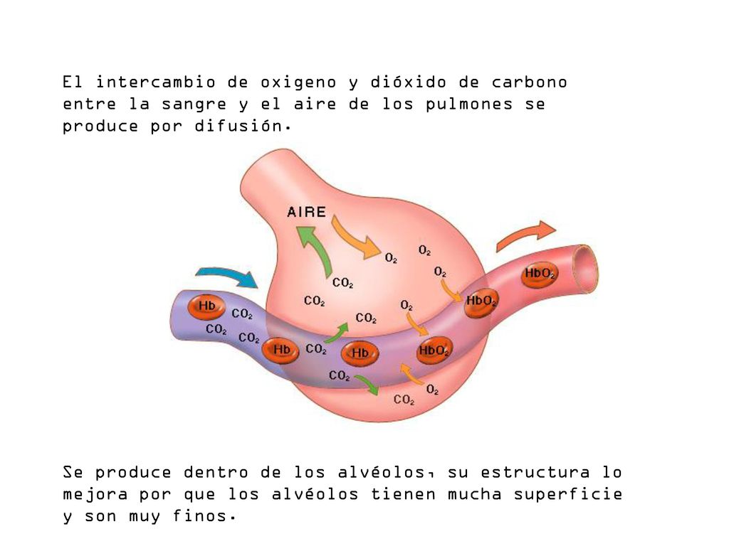 El intercambio de oxigeno y dióxido de carbono entre la sangre y el aire de los pulmones se produce por difusión.