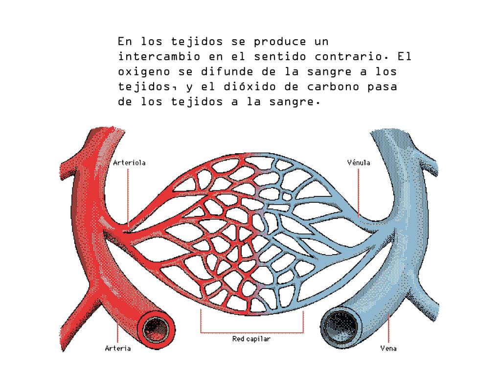 En los tejidos se produce un intercambio en el sentido contrario