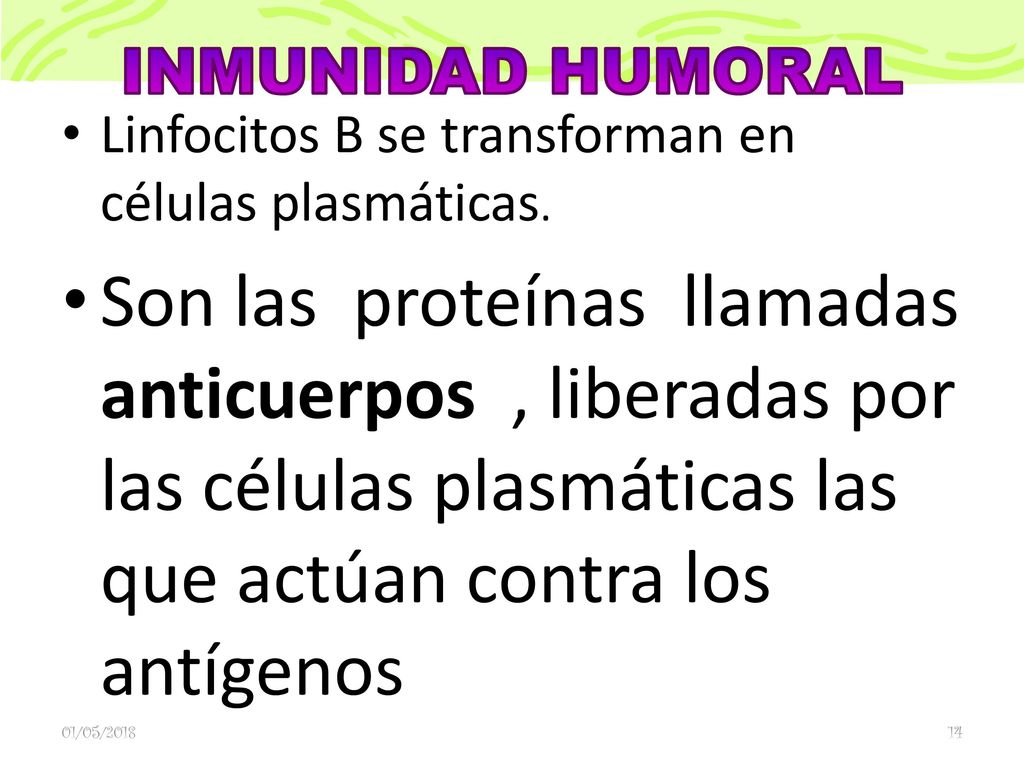 INMUNIDAD HUMORAL Linfocitos B se transforman en células plasmáticas.