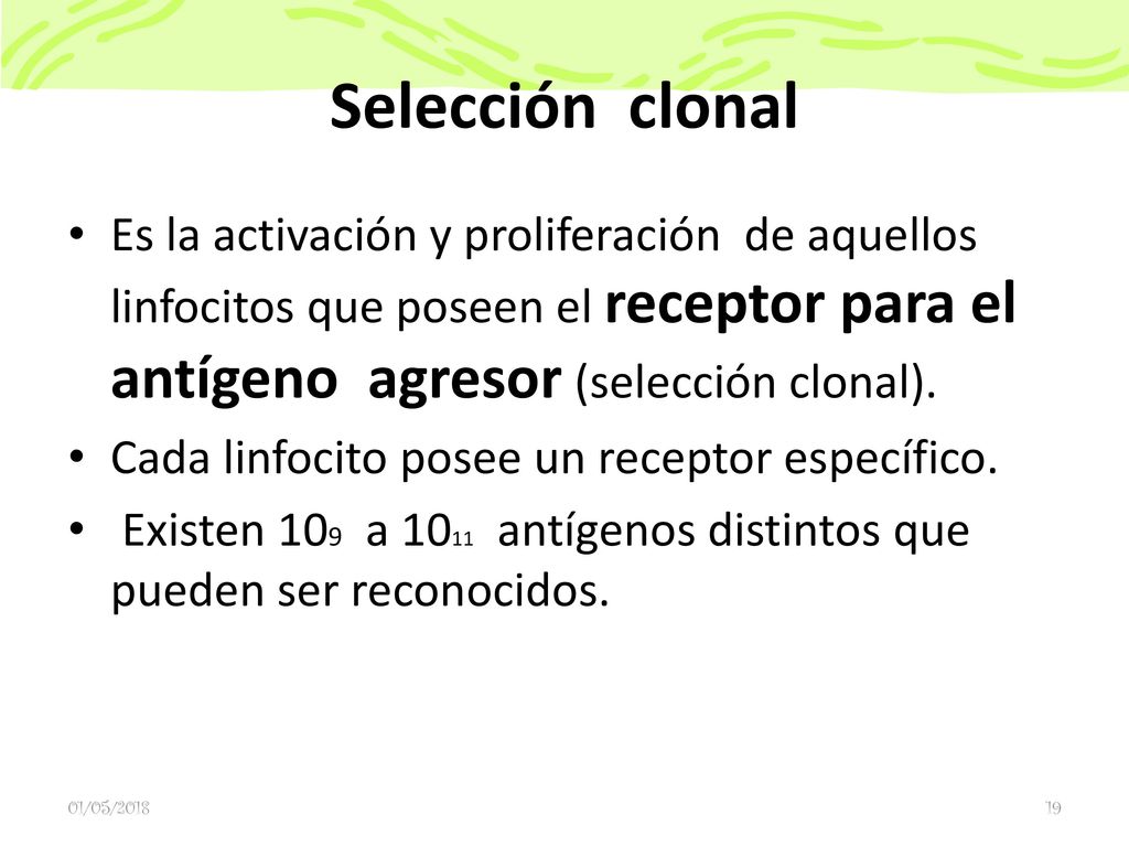 Selección clonal Es la activación y proliferación de aquellos linfocitos que poseen el receptor para el antígeno agresor (selección clonal).