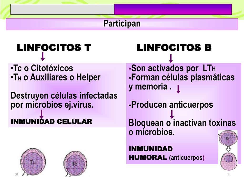 _________ Participan LINFOCITOS T LINFOCITOS B Tc o Citotóxicos