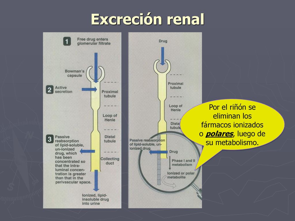 Excreción renal Por el riñón se eliminan los fármacos ionizados o polares, luego de su metabolismo.