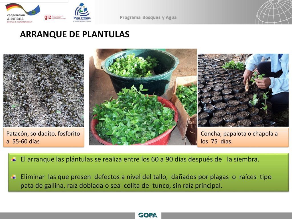 ARRANQUE DE PLANTULAS Patacón, soldadito, fosforito a días. Concha, papalota o chapola a los 75 días.