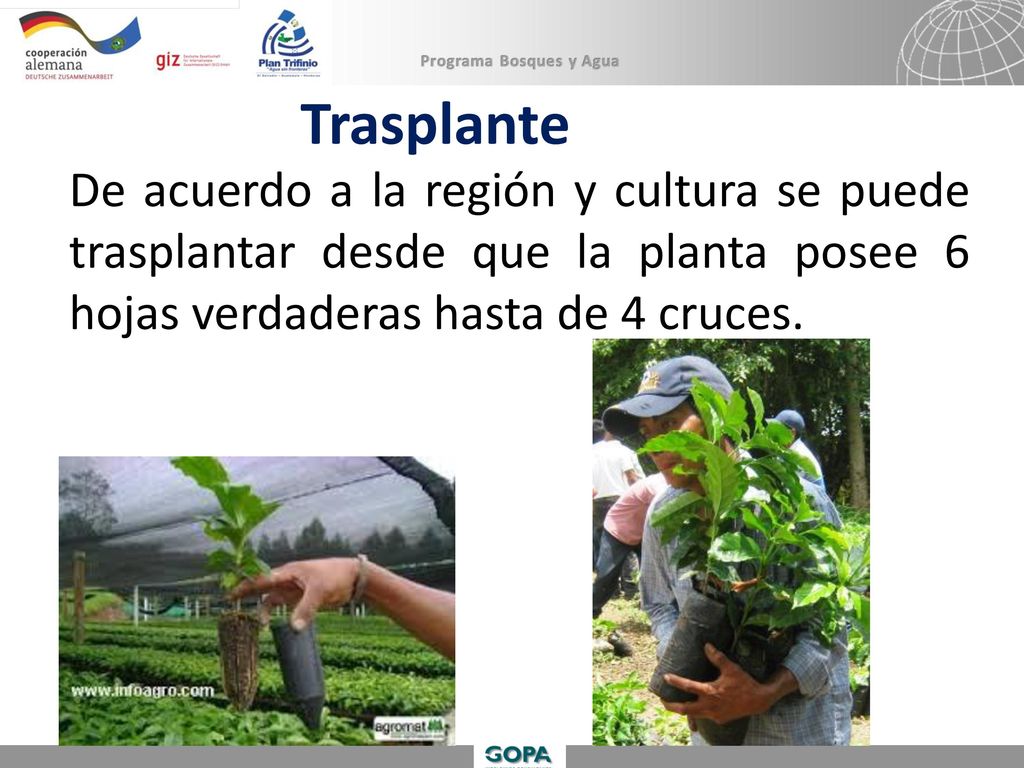 Trasplante De acuerdo a la región y cultura se puede trasplantar desde que la planta posee 6 hojas verdaderas hasta de 4 cruces.