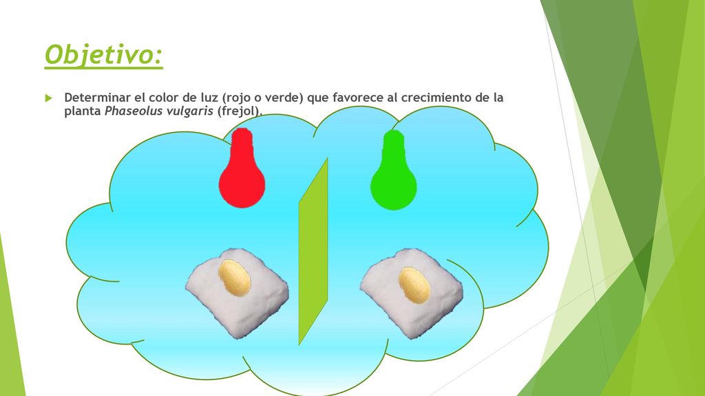 Objetivo: Determinar el color de luz (rojo o verde) que favorece al crecimiento de la planta Phaseolus vulgaris (frejol).
