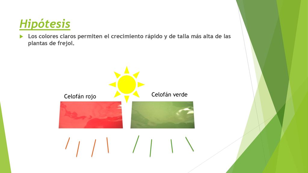 Hipótesis Los colores claros permiten el crecimiento rápido y de talla más alta de las plantas de frejol.