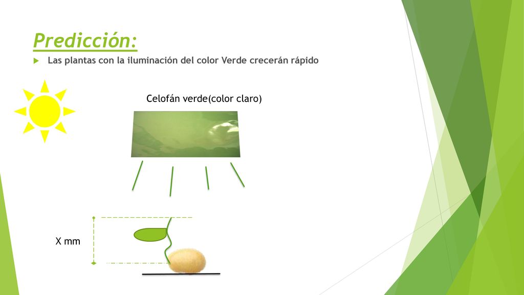 Predicción: Celofán verde(color claro) X mm