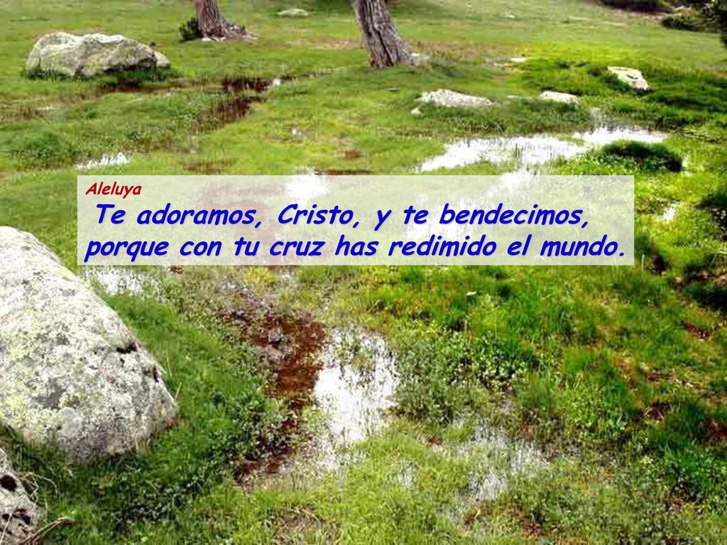 Aleluya Te adoramos, Cristo, y te bendecimos, porque con tu cruz has redimido el mundo.