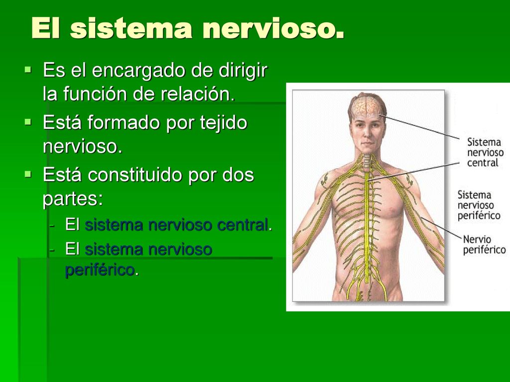 El sistema nervioso. Es el encargado de dirigir la función de relación. Está formado por tejido nervioso.