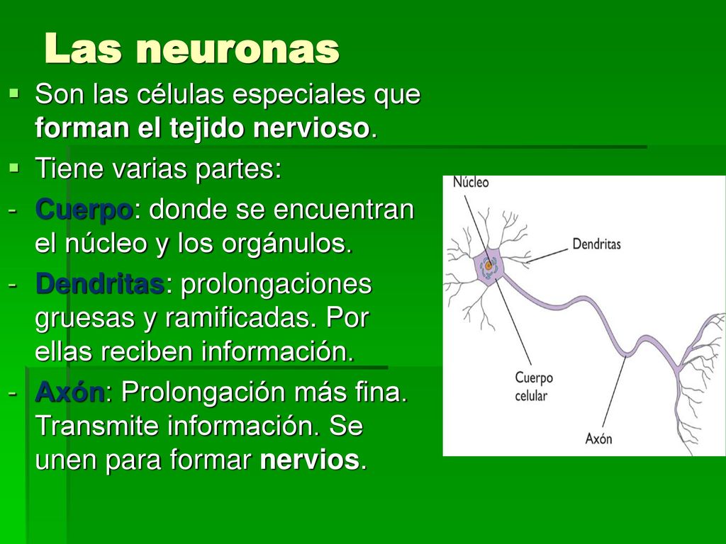 Las neuronas Son las células especiales que forman el tejido nervioso.