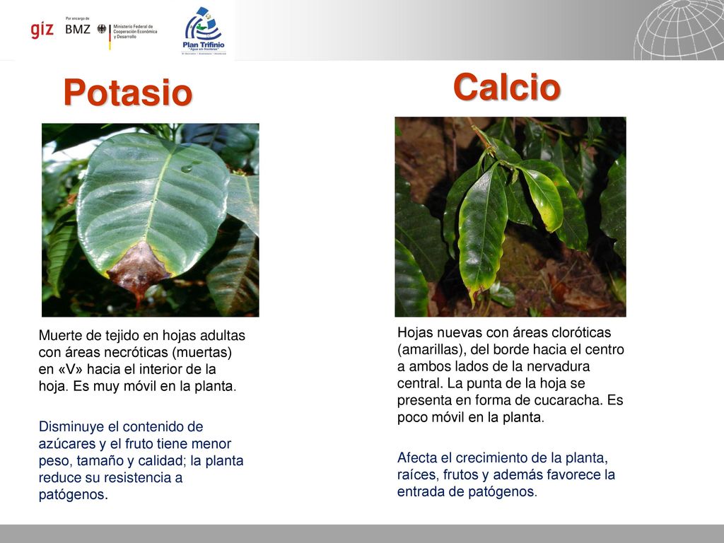 Calcio Potasio. Muerte de tejido en hojas adultas con áreas necróticas (muertas) en «V» hacia el interior de la hoja. Es muy móvil en la planta.