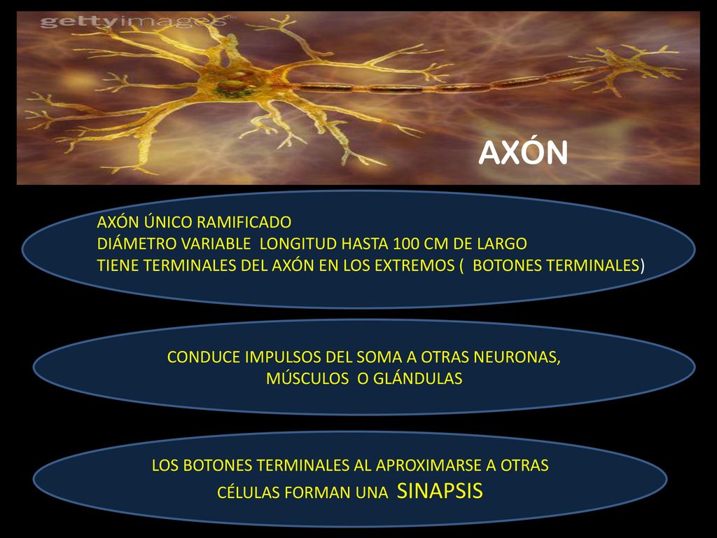 CONDUCE IMPULSOS DEL SOMA A OTRAS NEURONAS, MÚSCULOS O GLÁNDULAS