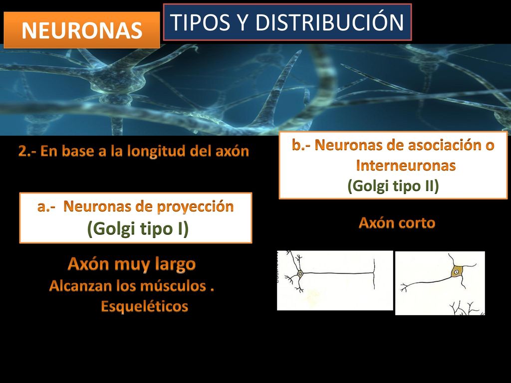 TIPOS Y DISTRIBUCIÓN NEURONAS (Golgi tipo I) Axón muy largo