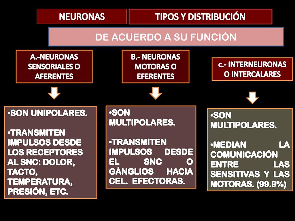TIPOS Y DISTRIBUCIÓN NEURONAS DE ACUERDO A SU FUNCIÓN