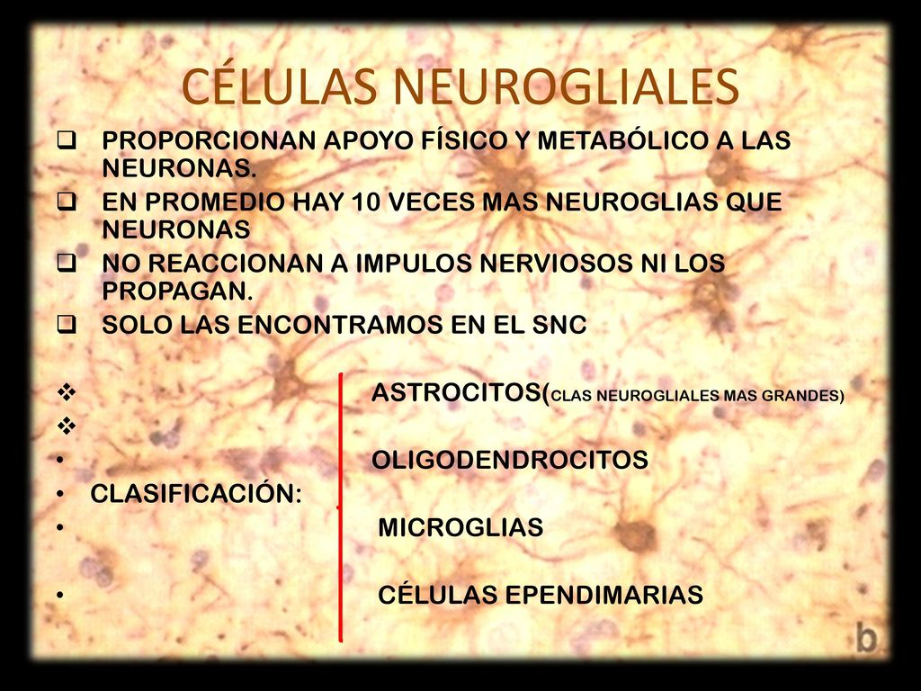 CÉLULAS NEUROGLIALES PROPORCIONAN APOYO FÍSICO Y METABÓLICO A LAS NEURONAS. EN PROMEDIO HAY 10 VECES MAS NEUROGLIAS QUE NEURONAS.
