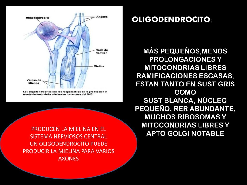 OLIGODENDROCITO: MÁS PEQUEÑOS,MENOS PROLONGACIONES Y MITOCONDRIAS LIBRES. RAMIFICACIONES ESCASAS, ESTAN TANTO EN SUST GRIS COMO.