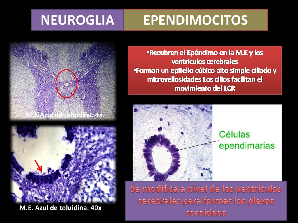 Recubren el Epéndimo en la M.E y los ventrículos cerebrales