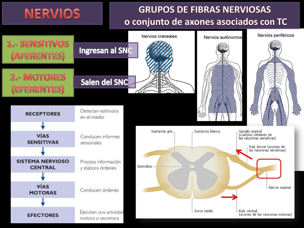 GRUPOS DE FIBRAS NERVIOSAS o conjunto de axones asociados con TC