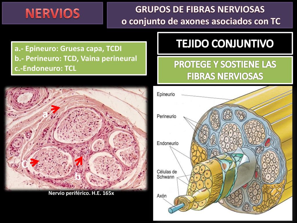 GRUPOS DE FIBRAS NERVIOSAS o conjunto de axones asociados con TC